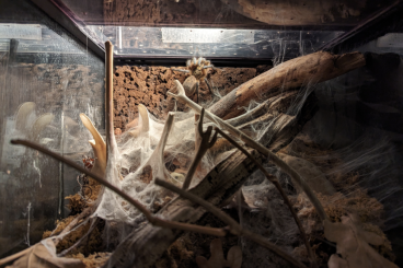 - bird spiders kaufen und verkaufen Photo: Vogelspinnen mit Terrarien 