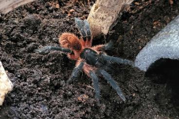 Spiders and Scorpions kaufen und verkaufen Photo: Spiders&Scorpions 7.12.24 Hummene Offer