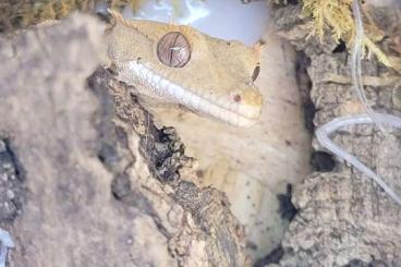 Geckos kaufen und verkaufen Foto: 1.0 Kronengecko Dalmatien 