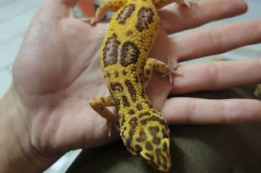 Geckos kaufen und verkaufen Foto: 0.1 Leopardgecko Tangerine Chocolate Albino Carrottail 