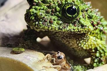 Frösche  kaufen und verkaufen Foto: Theloderma corticale ,azureiventris 