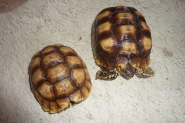 Landschildkröten kaufen und verkaufen Foto: junges Sporenschildkröten Paar