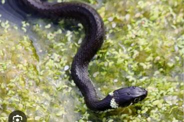 Nattern ungiftige  kaufen und verkaufen Foto: SUCHE schwarze Natrix Natrix 