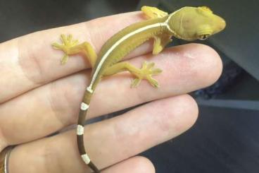 Geckos kaufen und verkaufen Foto: Gekko vittatus/ Streifengecko