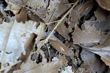 Krebstiere terrestrisch  kaufen und verkaufen Foto: Kubanische Asseln Orange 