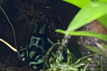 Pfeilgiftfrösche kaufen und verkaufen Foto: Dendrobates auratus „Karibik“