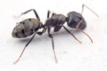 Insekten kaufen und verkaufen Foto: Formiche di parola negozio esotico su !