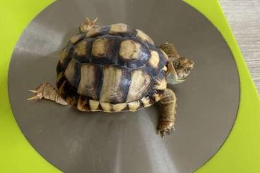 Landschildkröten kaufen und verkaufen Foto: Testudo kleinmanni from 2021