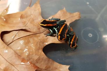 Pfeilgiftfrösche kaufen und verkaufen Foto: Biete Phyllobates Vittatus