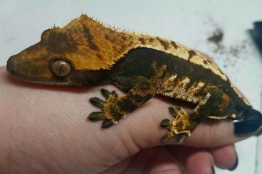 Geckos kaufen und verkaufen Foto: 1.0 Correlophus ciliatus for Hamm, tricolor harlequin