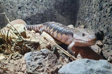 Skinks kaufen und verkaufen Photo: 1.1 Tiliquq Scincoides intermedia 