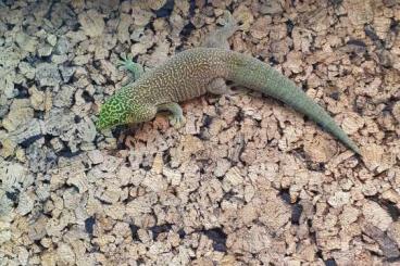 Geckos kaufen und verkaufen Foto: phelsuma standingi for Hamm