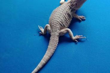 Bearded dragons kaufen und verkaufen Photo: Bartagame sucht neues Zuhause 