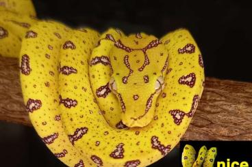 Pythons kaufen und verkaufen Foto: Morelia viridis pure Aru - highwhite CB 2022 and 2025 Pythons kaufen und verkaufen Foto: Morelia viridis pure Aru - highwhite CB 2022 and 2025