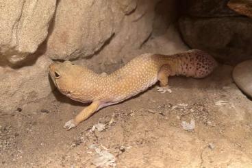 Geckos kaufen und verkaufen Foto: Leopardgecko mit/ohne Terrarium
