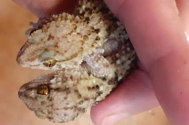 Geckos kaufen und verkaufen Photo: Sell Pachydactylus turneri  