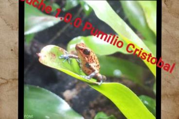 Pfeilgiftfrösche kaufen und verkaufen Foto: Suche Oophaga Pumilio Cristobal 1.0.0