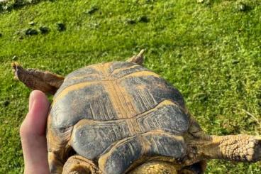 Landschildkröten kaufen und verkaufen Foto: Russian tortoise male from 16