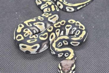 Ball Pythons kaufen und verkaufen Photo: 1.0 Cypress clown & 0.1 Leopard cypress clown