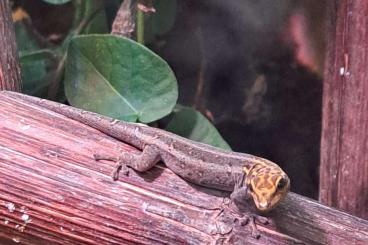 Geckos kaufen und verkaufen Foto: Lygodactylus picturatus abzugeben