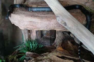 Colubrids kaufen und verkaufen Photo: Lampropeltis micropholis - schwarze Milchschlangen Colubrids kaufen und verkaufen Photo: Lampropeltis micropholis - schwarze Milchschlangen