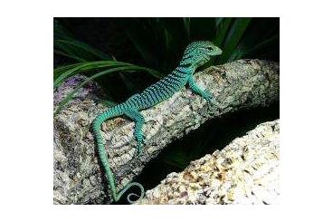 Monitor lizards kaufen und verkaufen Photo: couple varan prasinus 1.1