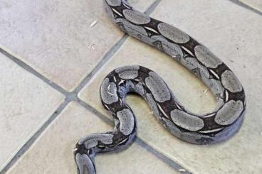 Snakes kaufen und verkaufen Photo: Couple boa constructor constructor de 2022