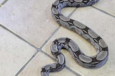 Snakes kaufen und verkaufen Photo: Echange ou a vendre  Couple boa constructor constructor de guyane