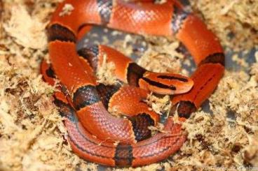 Schlangen kaufen und verkaufen Foto: Oreocryptophis (Elaphe) porphyraceus pulchra