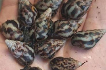 Mollusca kaufen und verkaufen Photo: diverse Schnecken Arten für Hamm oder Versand 