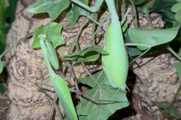 Insekten kaufen und verkaufen Foto: Indische Riesengottesanbeterin / hierodula membranacea / Mantiden