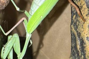 Insekten kaufen und verkaufen Foto: Indische Riesengottesanbeterin / hierodula membranacea / Mantiden