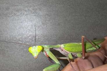 Insekten kaufen und verkaufen Foto: Australische Riesenmantis / Hierodula majuscula / Mantide