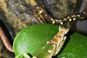 Insekten kaufen und verkaufen Foto: creobroter spec. yunnan / Blütenmantis / Mantiden