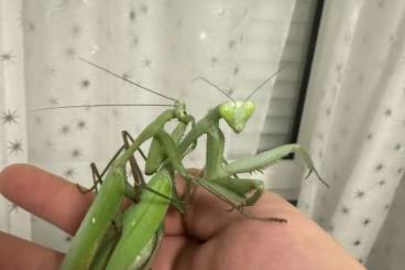 Insekten kaufen und verkaufen Foto: Indische Riesengottesanbeterin / hierodula membranacea / Mantiden