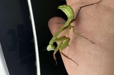 Insekten kaufen und verkaufen Foto: Hierodula sp Papua Blue / Papua Riesen Mantis / Mantiden