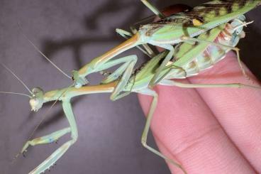 Insekten kaufen und verkaufen Foto: omomantis zebrata / Zebra Mantis / Mantiden