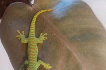 Geckos kaufen und verkaufen Photo: High red Madagaskar Taggeckos// Dez Hamm möglich !!!