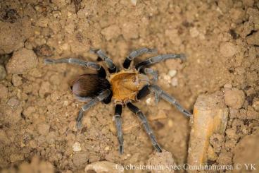 Spiders and Scorpions kaufen und verkaufen Photo: für Weinstadt oder Versand