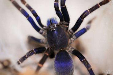 Spiders and Scorpions kaufen und verkaufen Photo: For Hamm/ Weinstadt or shipping in autumn