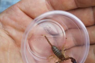 Spiders and Scorpions kaufen und verkaufen Photo: Hamm, Weinstadt oder Versand - ggf Tausch