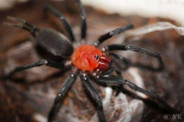 Spiders and Scorpions kaufen und verkaufen Photo: Für Hamm oder Wien. Ggf auch Tausch