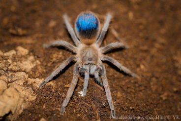 Spiders and Scorpions kaufen und verkaufen Photo: Für Hamm, Wien oder Weinstadt