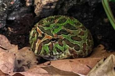 frogs kaufen und verkaufen Photo: Suche Ceratophrys ornata, Geschlecht und Alter sind zweitrangig 