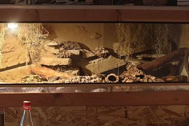 Geckos kaufen und verkaufen Foto: Terrarium OSB mit Besatz (Leopardgeckos)