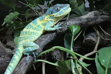 Echsen  kaufen und verkaufen Foto: Anolis equestris potior- babies