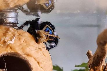 Spinnen und Skorpione kaufen und verkaufen Foto: Phidippus regius bahamas 