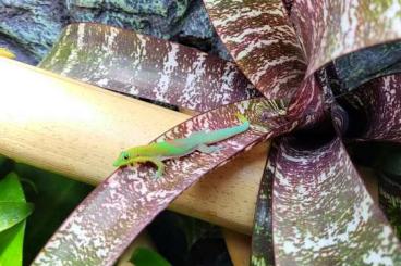 Geckos kaufen und verkaufen Photo: Phelsuma Laticauda Angularis Nachzuchten 