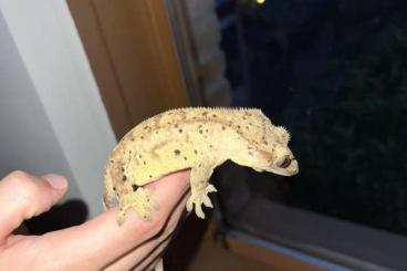 Geckos kaufen und verkaufen Photo: Crested gecko Offspring From  last year