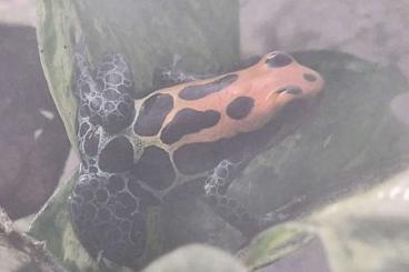 Poison dart frogs kaufen und verkaufen Photo: Ranitomeya amazonica "Arena Blanca" Nachzuchten 